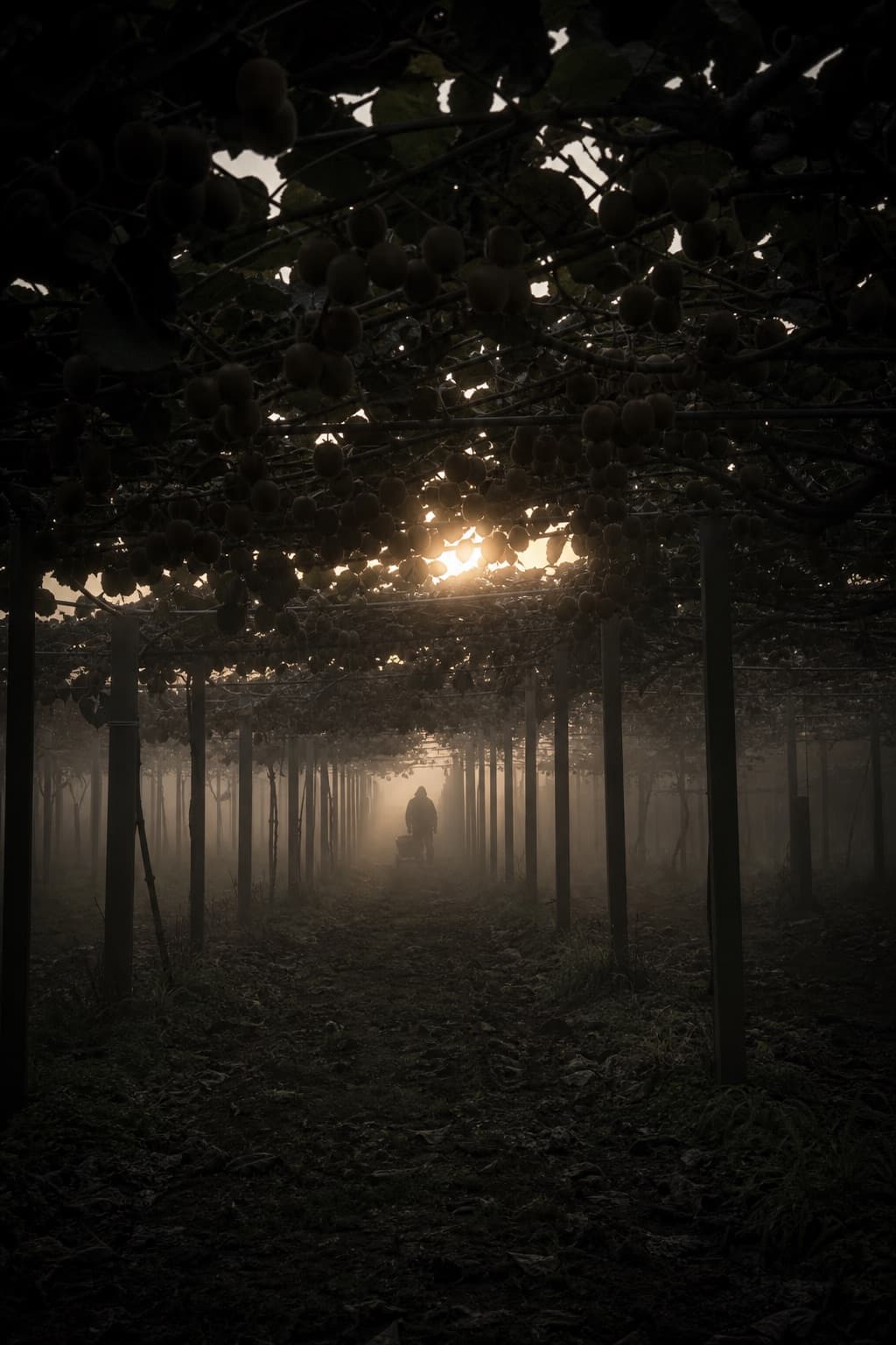 Kiwifruit orchard canopy rows in dawn fog