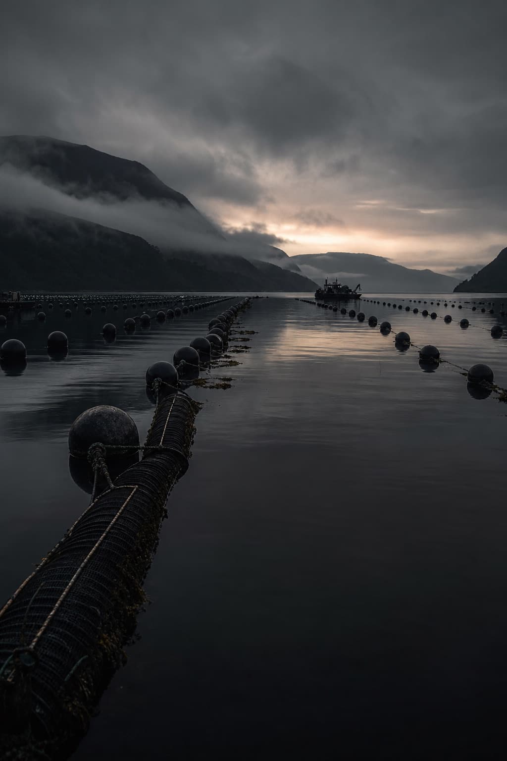 Mussel farm lines stretching across still water at dawn